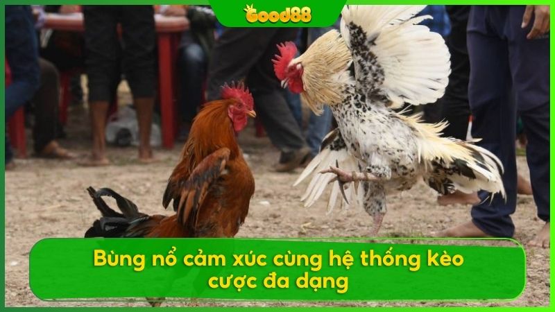 Top các loại kèo cược đá gà trực tiếp tại Good88