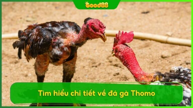 Đá gà Thomo là gì? Mẹo cược đá gà Thomo hiệu quả trên Good88