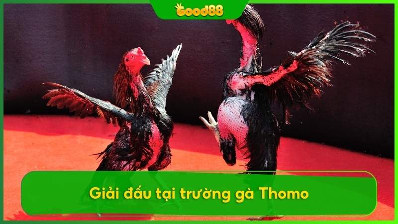 Giải đấu tại trường gà Thomo