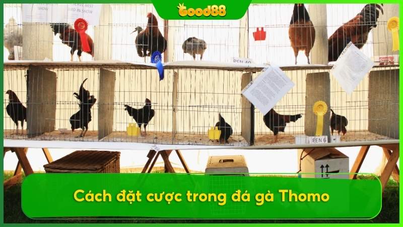 Các cách đặt cược trong đá gà Thomo