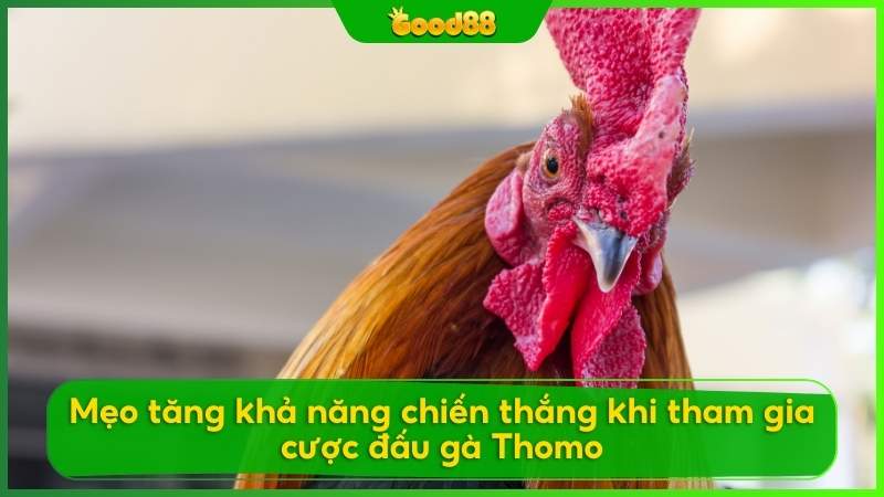 Mẹo tăng khả năng chiến thắng khi tham gia cược đấu gà Thomo