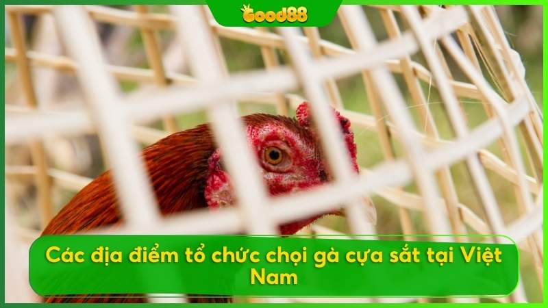 Các địa điểm tổ chức chọi gà cựa sắt tại Việt Nam