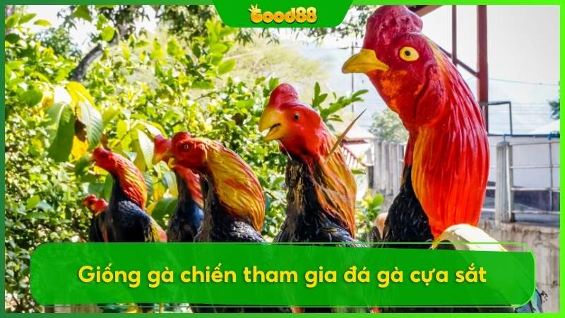 Giống gà chiến tham gia đá gà cựa sắt