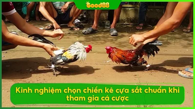 Kinh nghiệm chọn chiến kê cựa sắt chuẩn khi tham gia cá cược