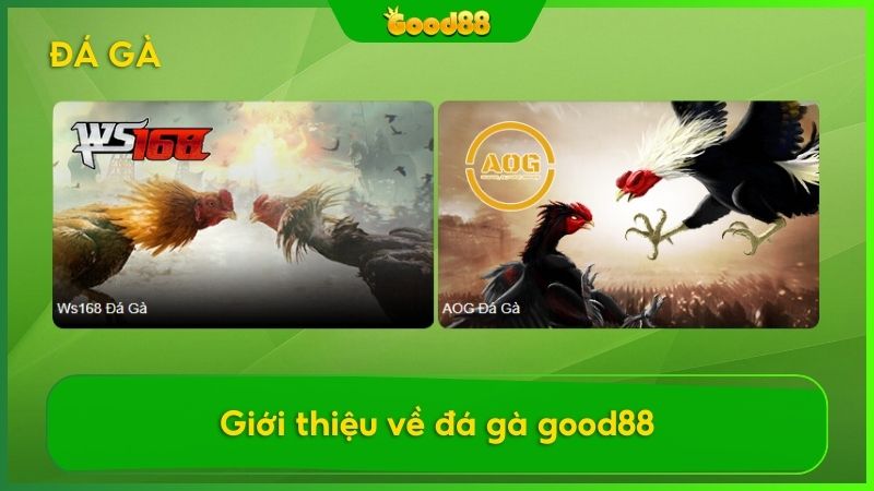 Sơ lược về đá gà Good88