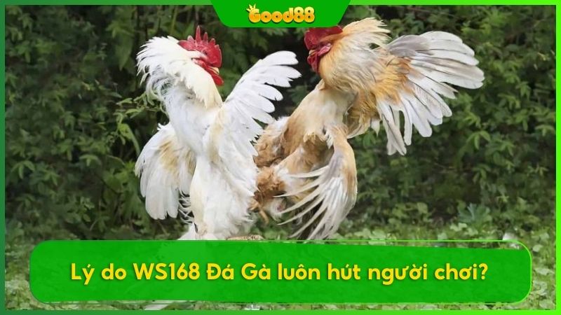 Tại sao WS168 Đá Gà được yêu thích?