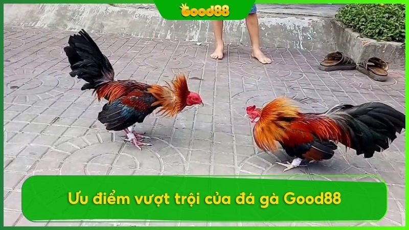 Những ưu điểm của đá gà Good88 cược thủ không thể bỏ qua